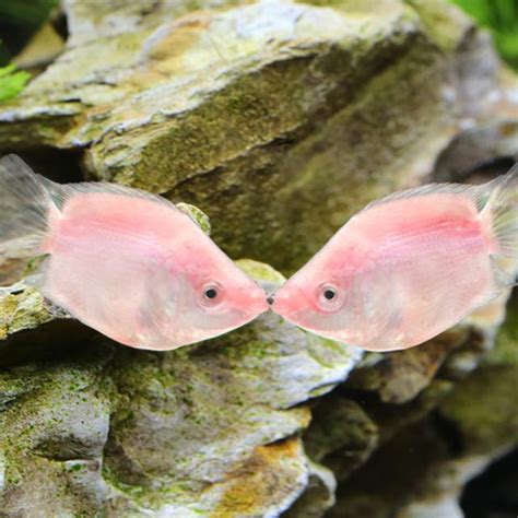 接吻魚飼養|接吻魚怎么養？從選魚到繁殖小魚，這些經驗能幫你養。